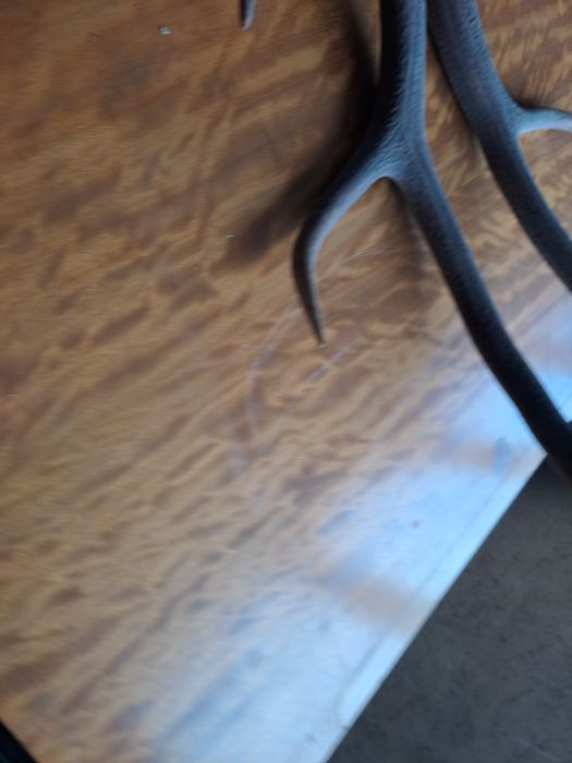 Coarne cerb carpatin