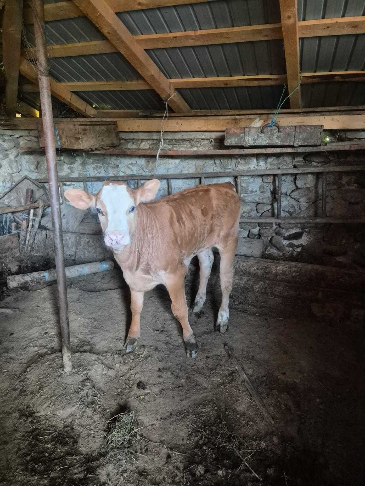 Vitel Rasa belgian, 10 saptamani, 3200 lei negociabil