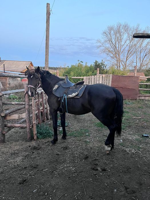 Продам жеребца 5лет