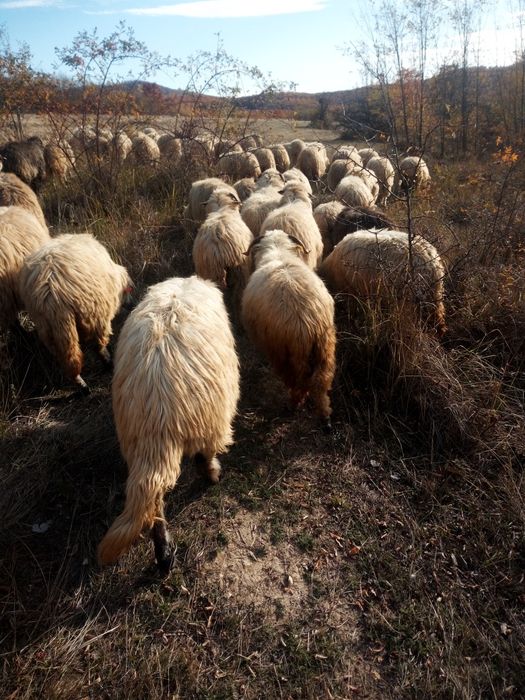 Vind oi toată turma