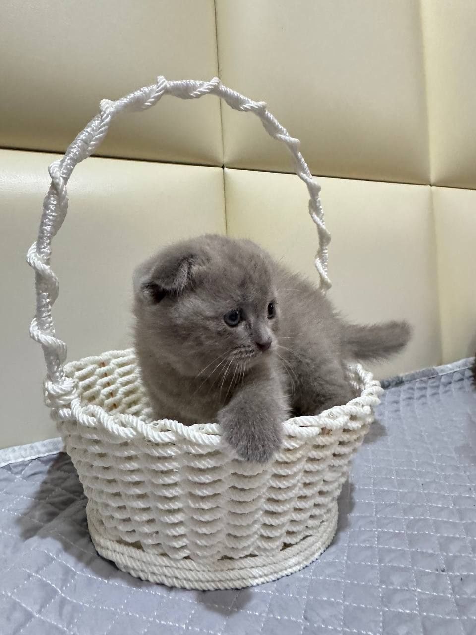 Котята от правильной вязке (договорная)