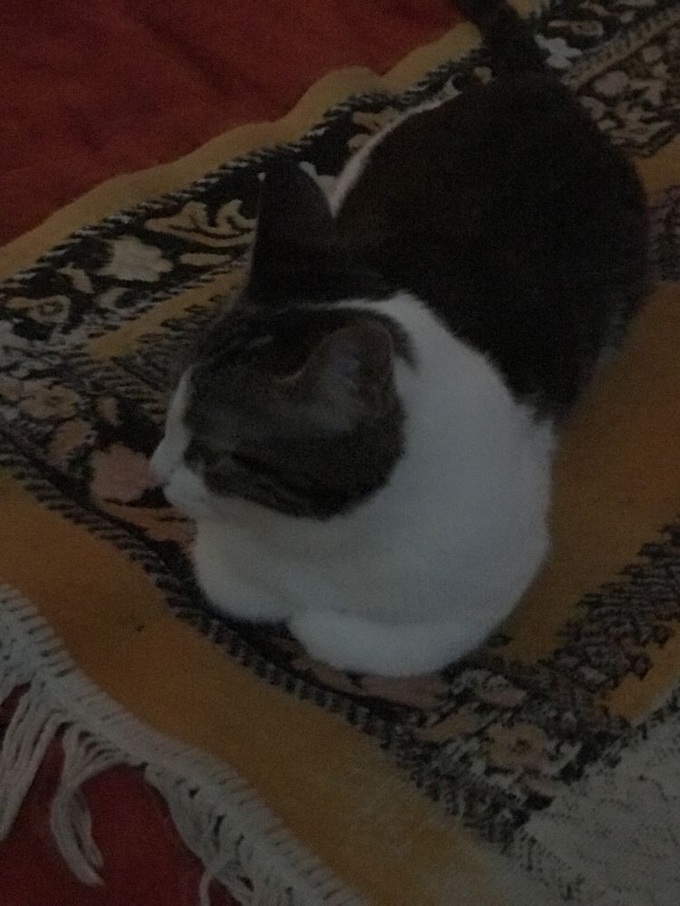 Uy mushuk xadiyaga beriladi