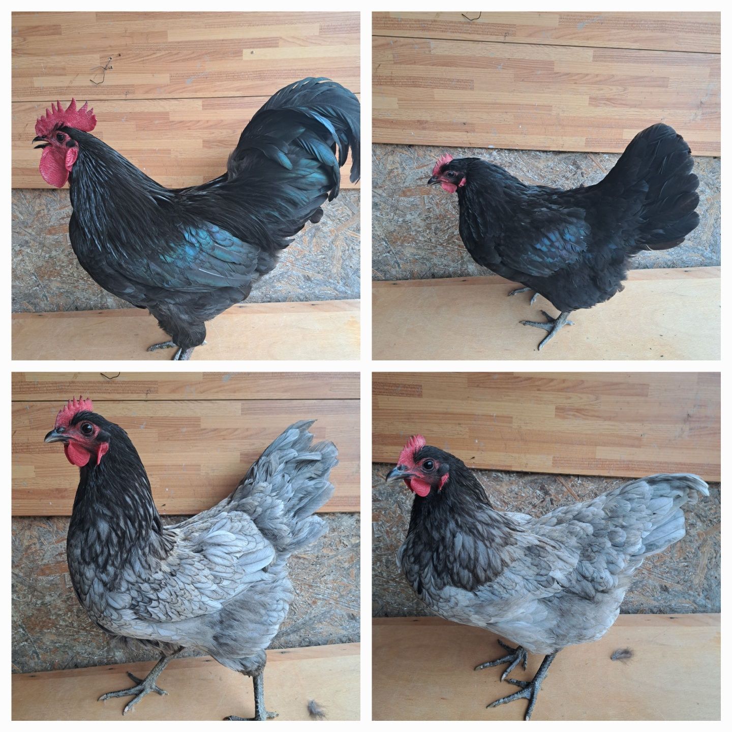 Familie australorp 4+1 2023