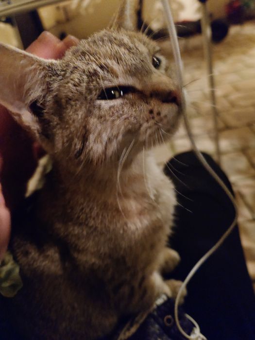 Donez 2 motani micuti