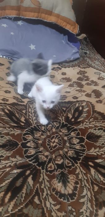 Прекрасные котята ищут дом