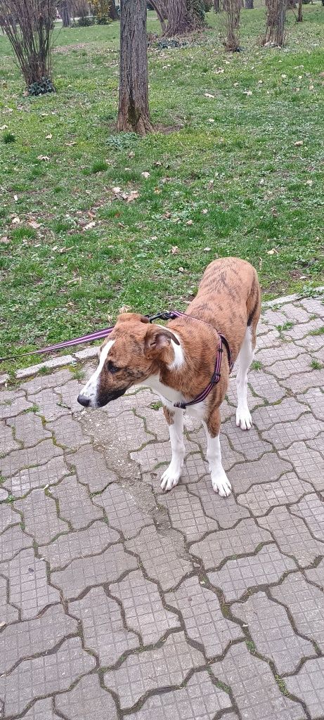 Adopții- animal de companie
