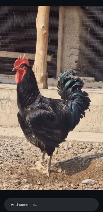 Кора Шахзода товук ва хурозпари сотилади.