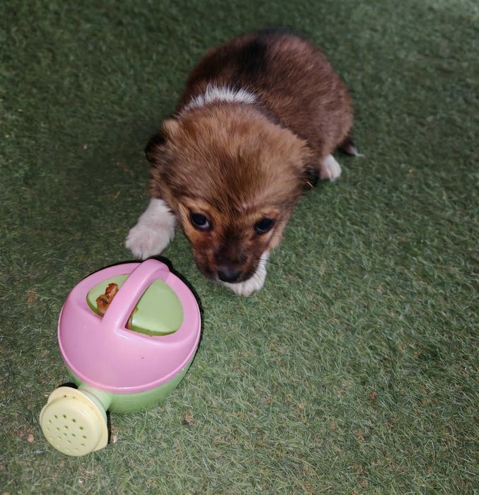 Ofer catei talie mica spre adoptie.