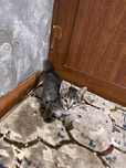 Котята (Mushukchalar)