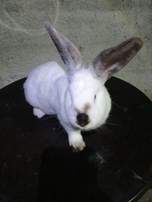 Iepurași de vânzare