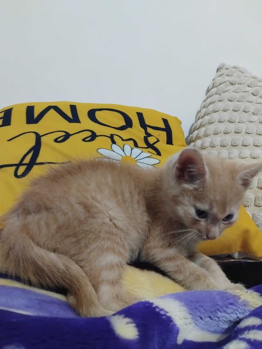 Pisica dragut are 11-12de luni