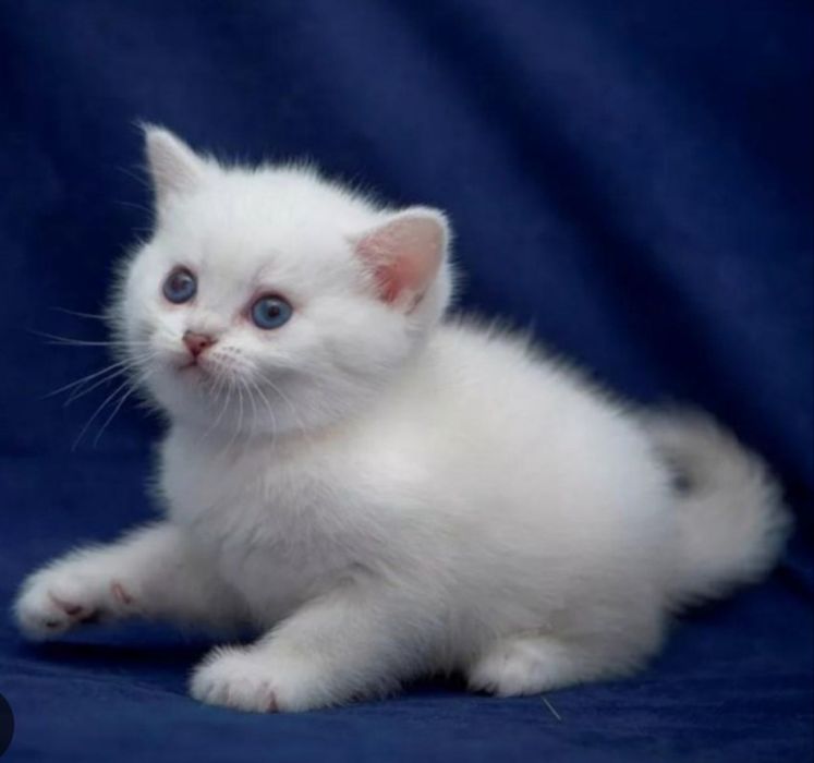 Продается мальчик Скоттиш Страйт