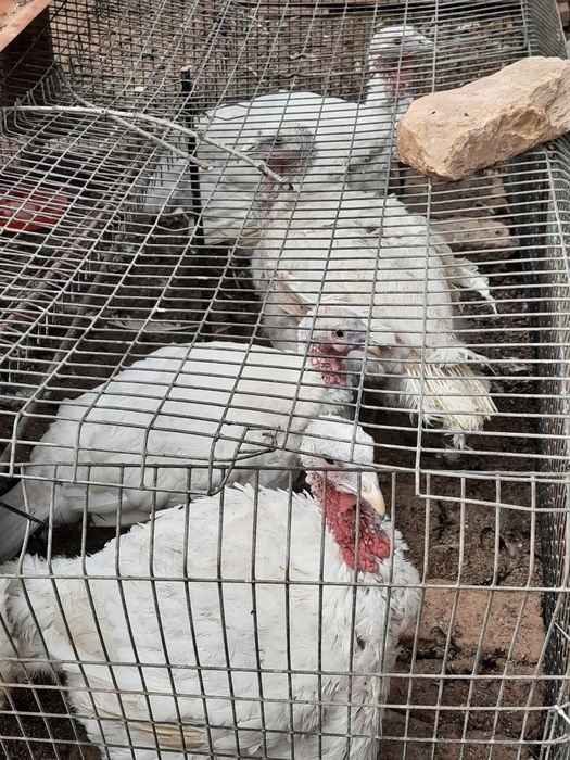 Продаются индюки