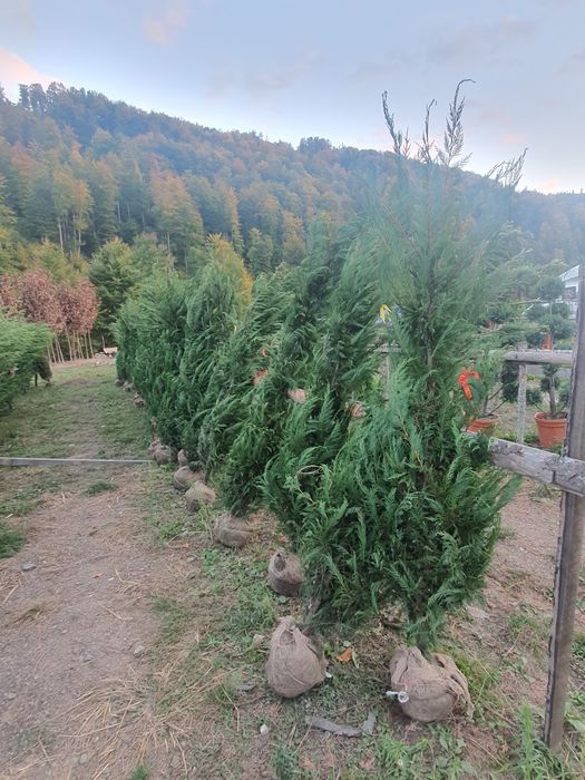 Cupressus leylandii 2.3m - 2.5m, calitate premium la cel mai mic preț!
