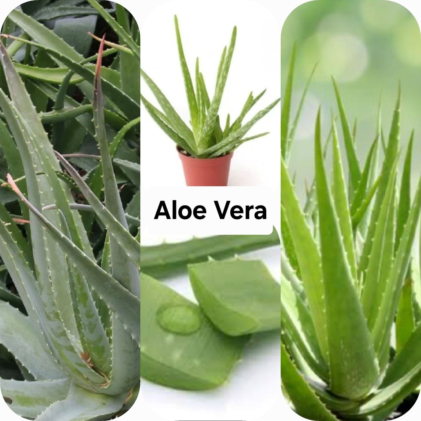 Aloe Vera guli va barglari sotiladi. Narxi 10.000 dan boshlanadi.