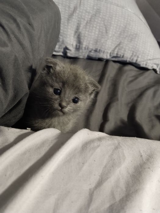 Продам котят помесь шотландского веслоухого