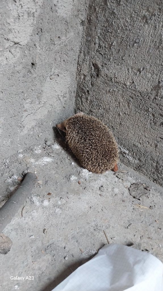 Tipratikan xolpishtak zuridan
