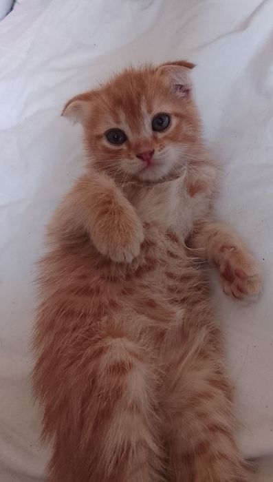 Продаются котята. Вислоушки.