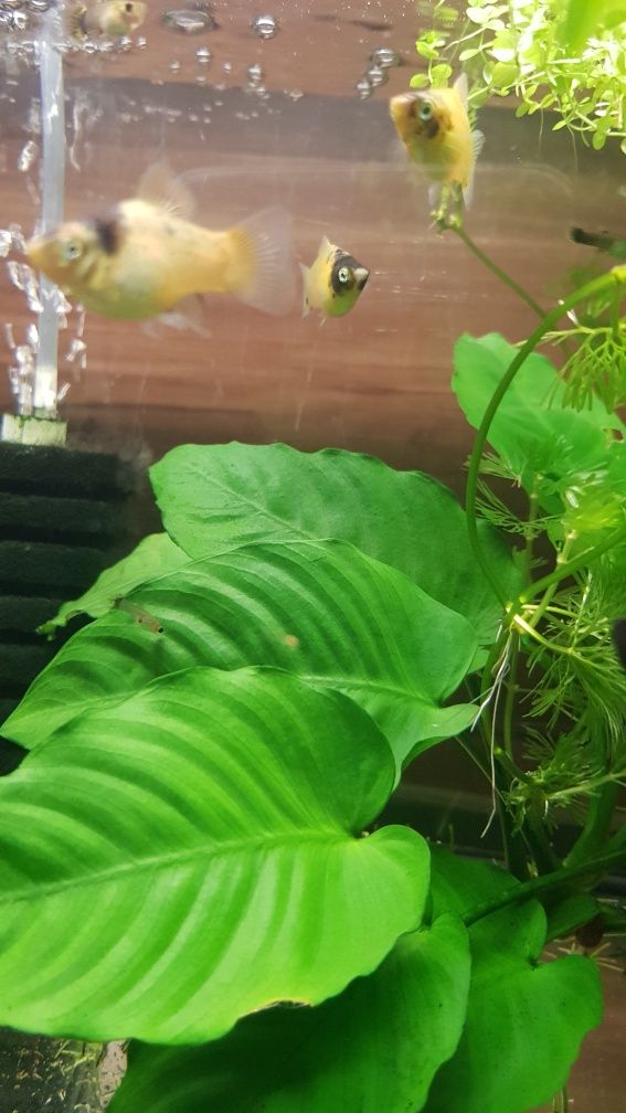 pesti acvariu platy BumbleBee