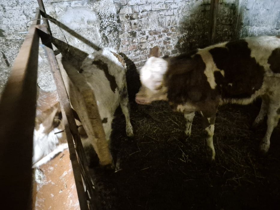 Vand vitele baltate romanesti