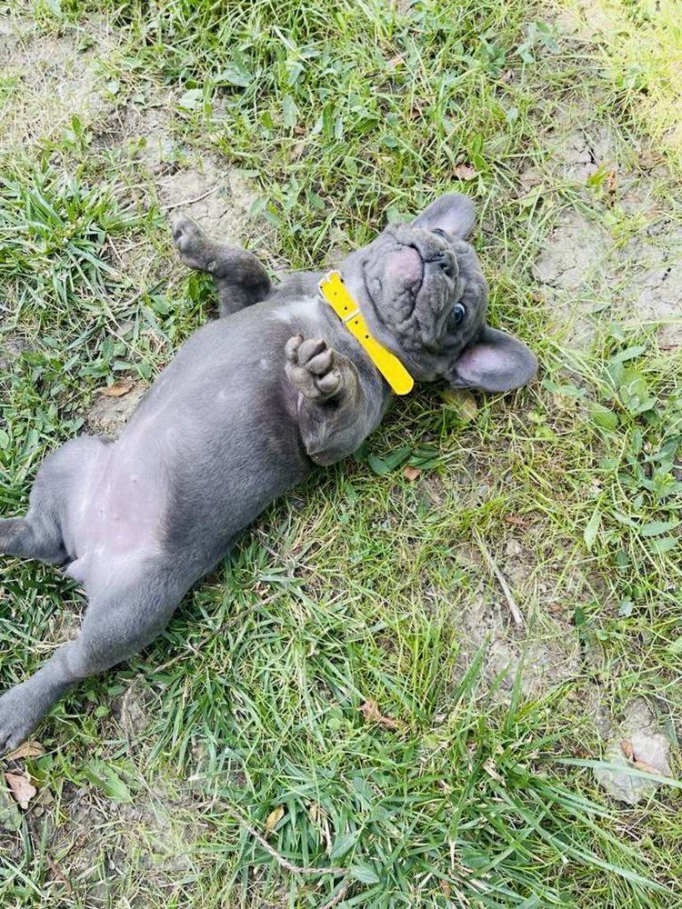 Bulldog francez blue femelă