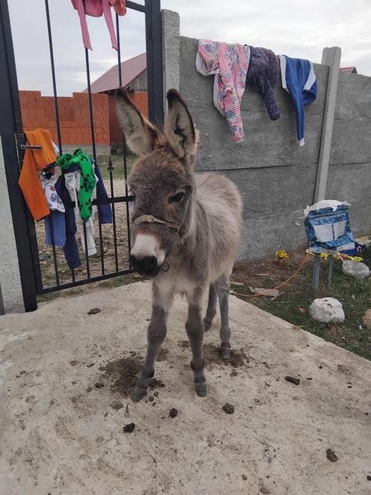 Vând un pui da magar