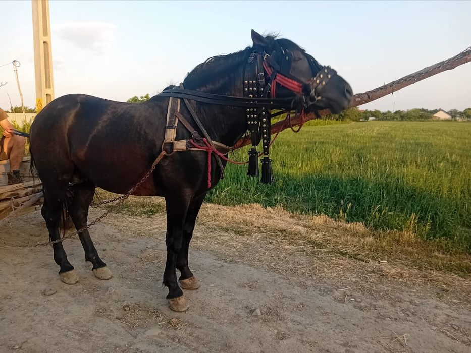 Armăsar de vânzare