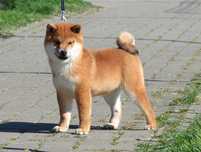 Shiba-inu cu pedigree
