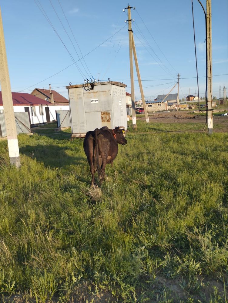 Сиыр Корова продается