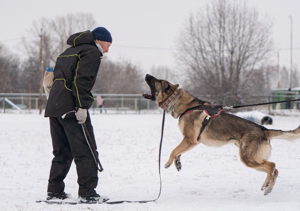 Щенки ВЕО рабочего разведения с накоплением рабочих кровей
