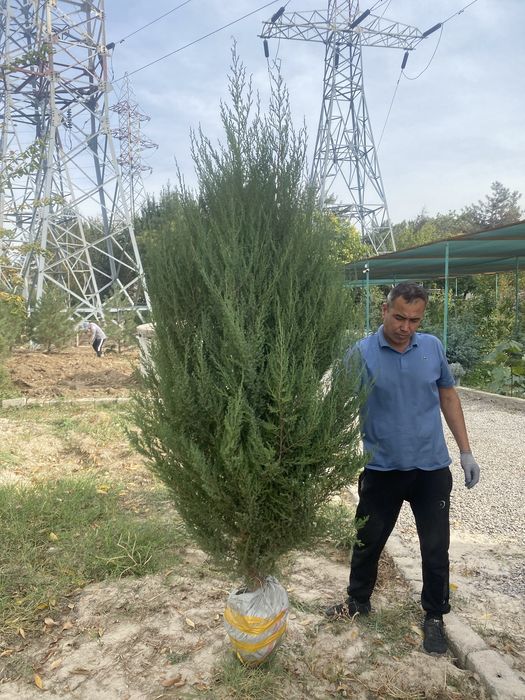 Арча моживелник quluğ