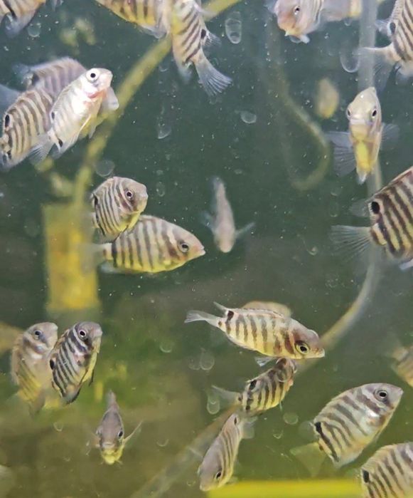 Продаются мальки Северума(ложный дискус) 2-3см.Продажа от 10 шт.