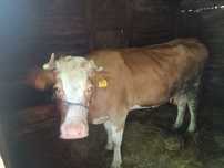 Vaca gestanta in 3 luni