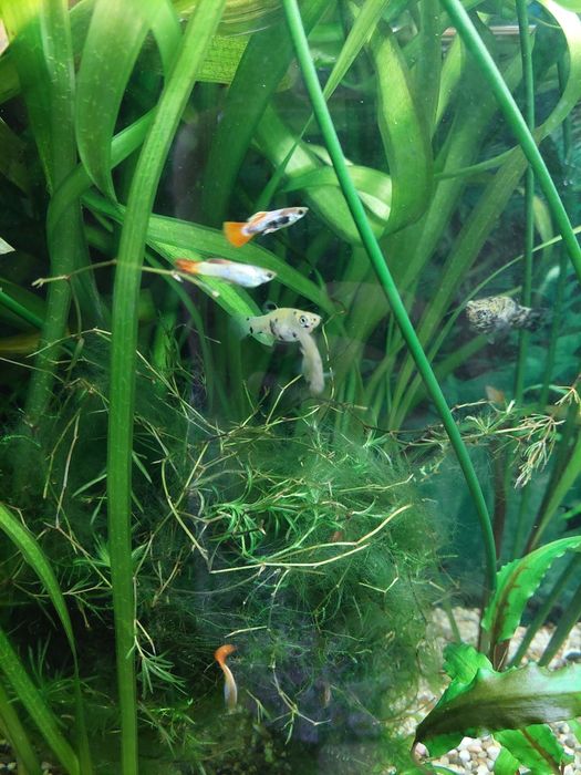 Аквариумные рыбки