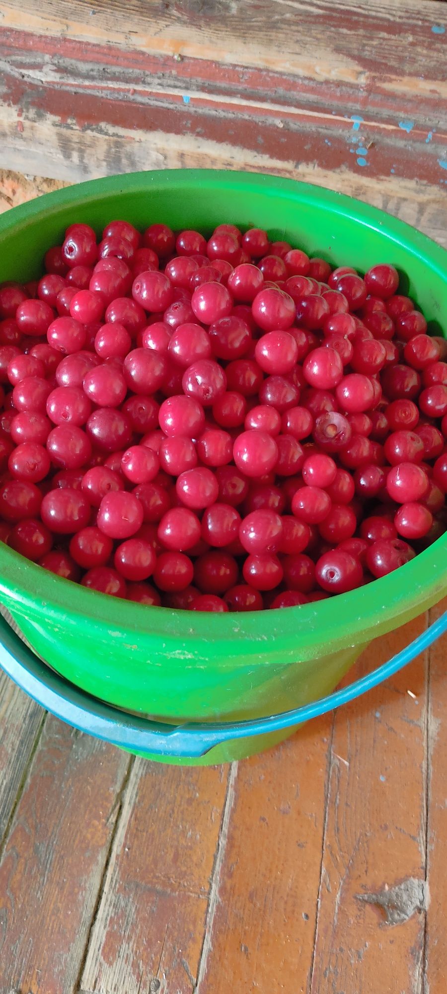 Продам            вишню