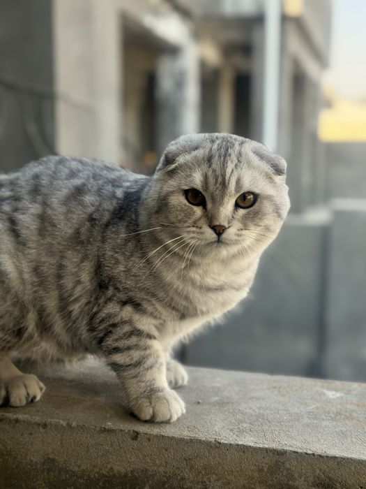 Mushuk sotiladi Shinshila