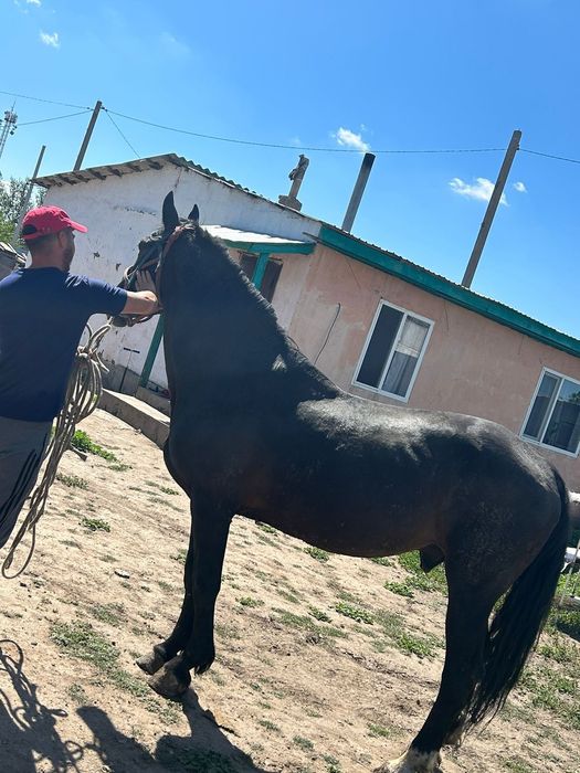 Жылкылар сатылады
