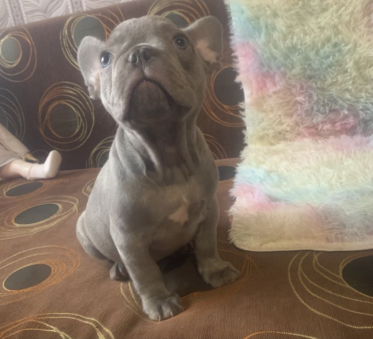 Малки френски булдочета