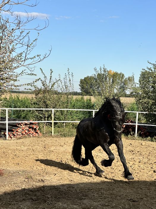 Armasar frizian 5 ani de vanzare Friesian