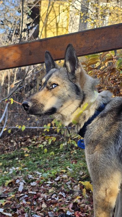 Отдам невероятно красивую собаку!
