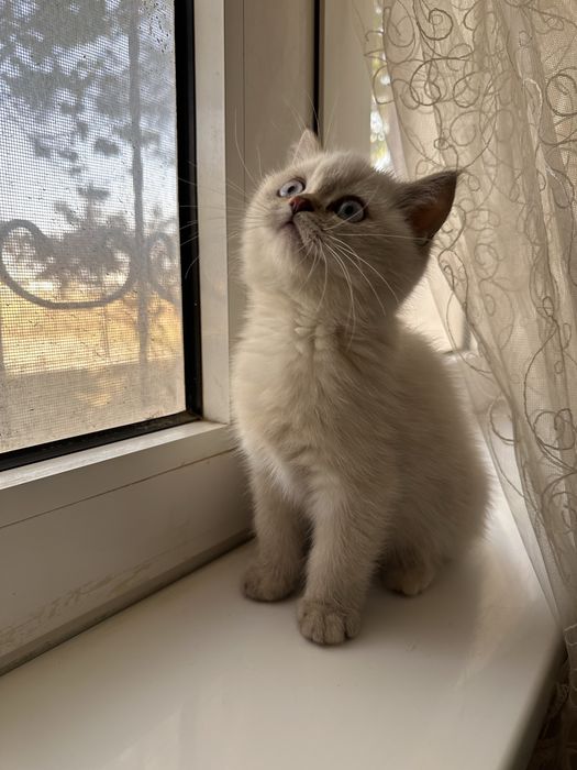 Продаётся котенок девочка шиншилла поинт окрас 2.5 месяца