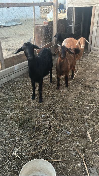 Альпийский ешкілер сатылады