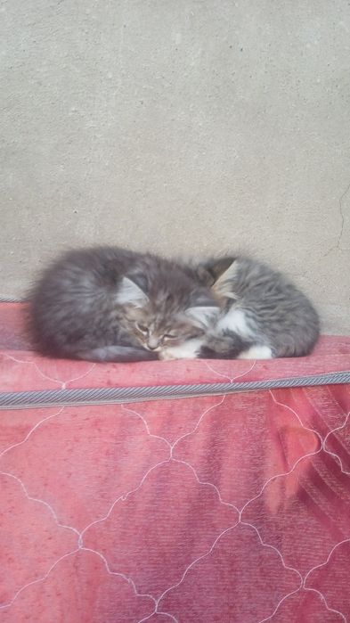 Отдам котят .крысаловы.