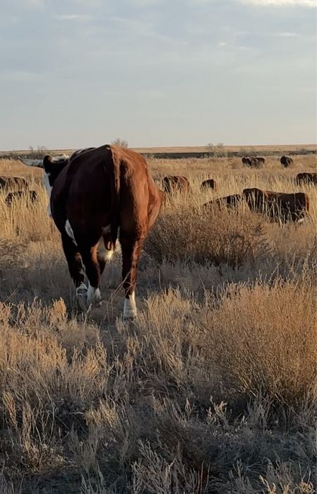 Бұқа, Өгіздер бар сатылатын