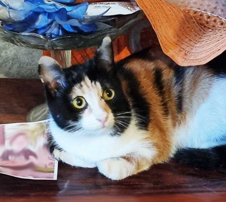 Трехцветная кошечка