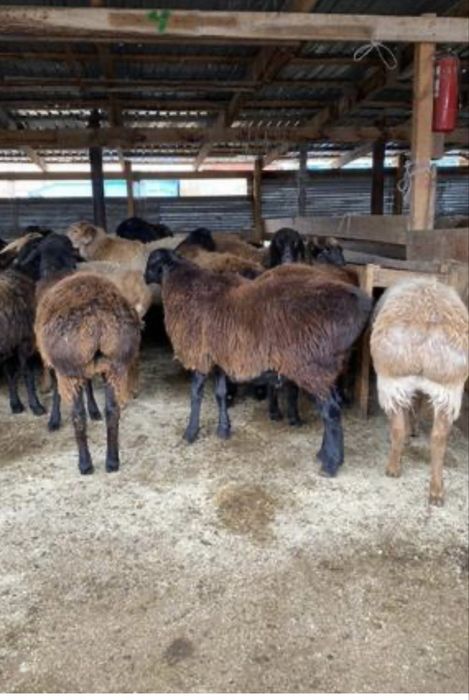 Продам баранов 15 шт