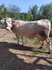 Vând Vaca De Prasila