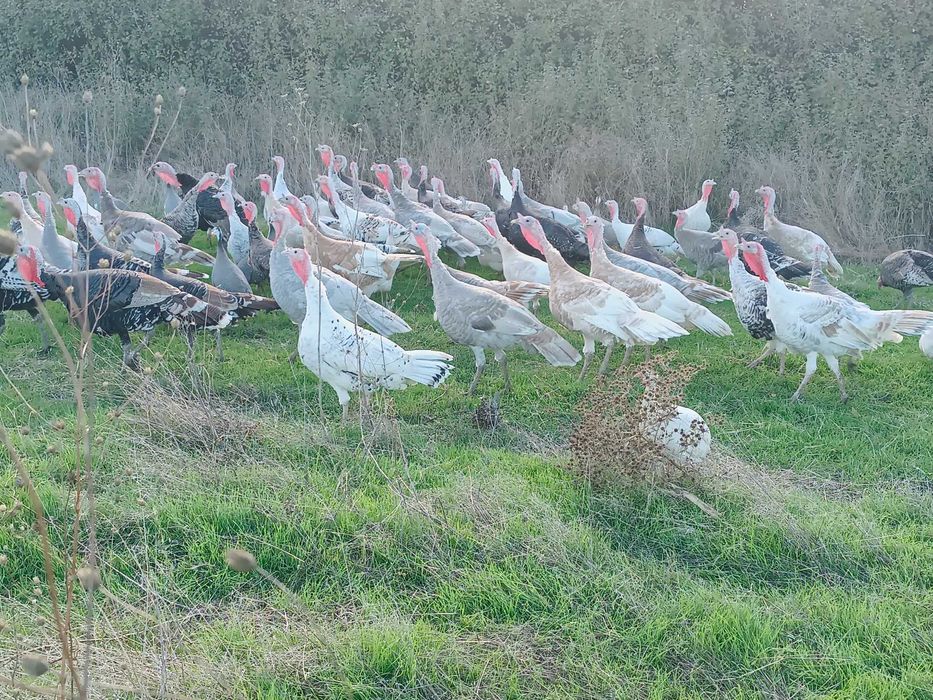 Vând curci, curcani și gâște