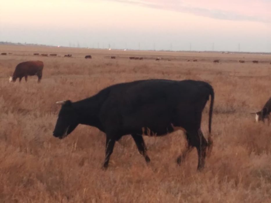 продаются две молочные коровы без торга