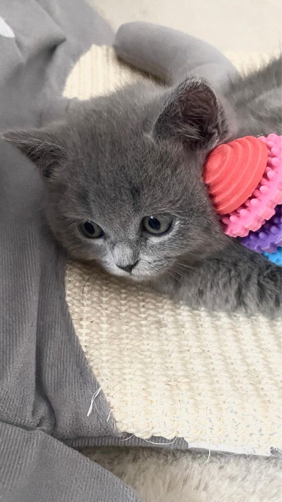 British Shorthair baietel